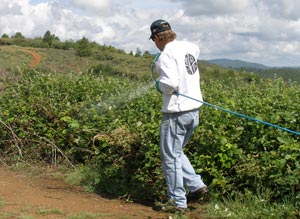 All Seasons Weed Control - Eradicating Blackberries in Nevada County