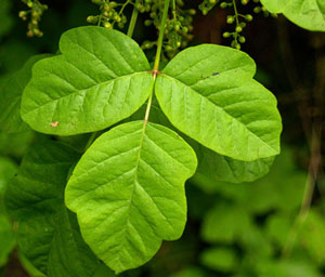 All Seasons Weed Control - Poison Oak leaf