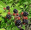 All Seasons Weed Control - blackberries control and eradication in Nevada County, Northern California
