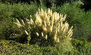 All Seasons Weed Control - Scotch Broom weeds