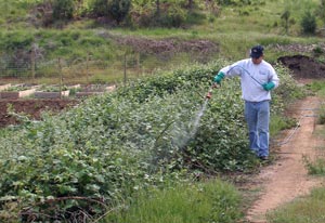 All Seasons Weed Control - Spraying blackberries