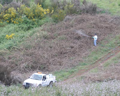 All Seasons Weed Control - blackberry control in Nevada County, northern California