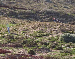 All Seasons Weed Control in Northern CA working with native habitat restoration area.