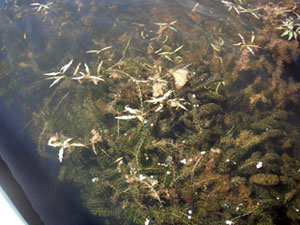 All Seasons Weed Control in Northern CA - Invasive, choking Pond Weeds before treatment