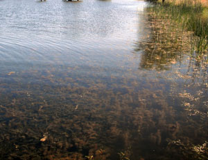 All Seasons Weed Control in Northern CA - Pond Weeds before treatment