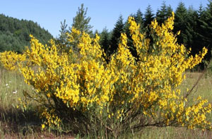All Seasons Weed Control -  Scotch Broom full plant