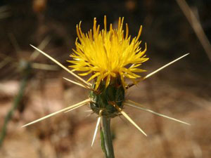 All Seasons Weed Control - Yellow Starthistle